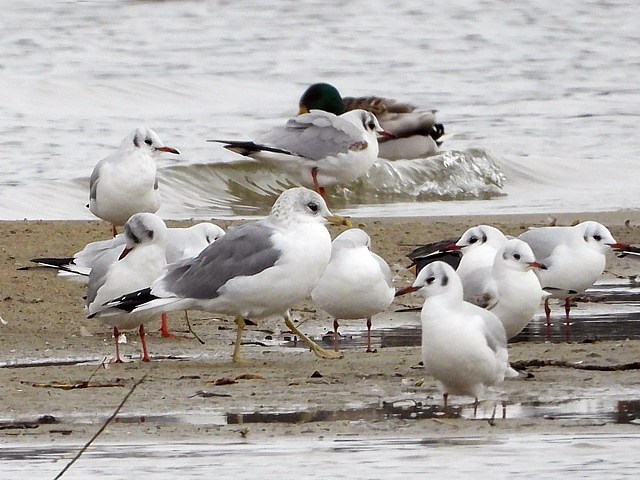 Goland cendr parmi les mouettes