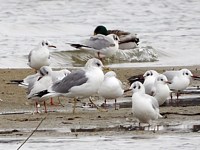 Goéland cendré et mouettes rieuses