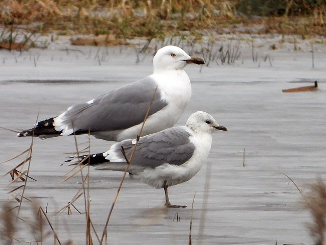 Goéland cendré et leucophée