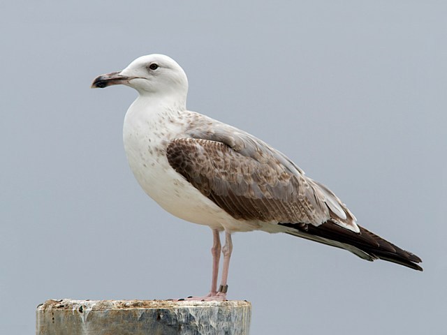 Goland pontique, larus caninnans
