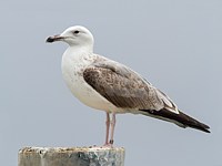 Goéland pontique, larus cachinnans