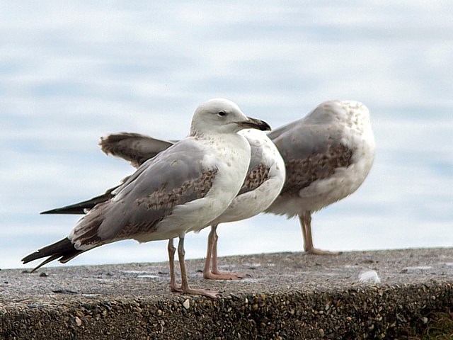 Golands pontiques, larus caninnans
