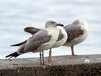 Goéland pontique, larus cachinnans