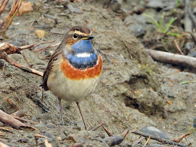 Gorgebleue  miroir, luscinia svecica