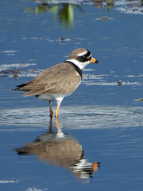 Grand gravelot, charadrius hiaticula