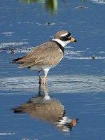 Grand gravelot, charadrius hiaticula