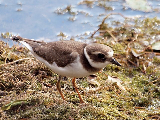Grand gravelot, charadrius hiaticula