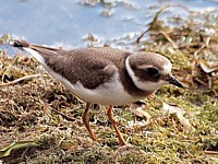 Grand gravelot, charadrius hiaticula