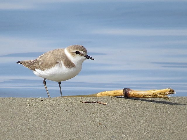 Gravelot  collier interrompu, charadrius alexandrinus