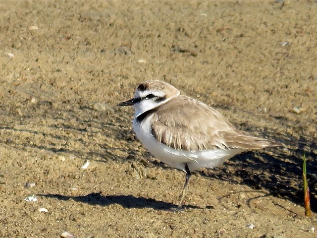 Gravelot à collier interrompu, charadrius alexandrinus