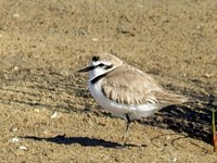  Gravelot à collier interrompu, charadrius alexandrinus