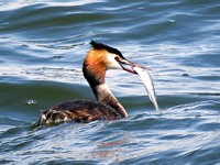 Grèbe huppé, podiceps cristatus