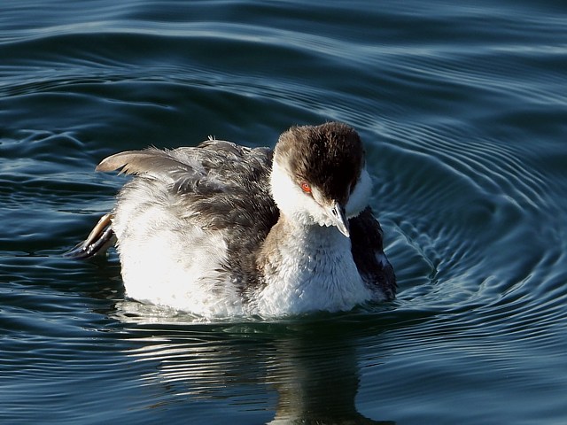 grèbe esclavon, podiceps auritus