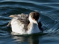 Grèbe esclavon, podiceps auritus