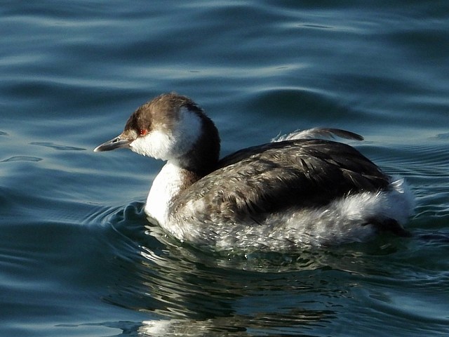 grèbe esclavon, podiceps auritus