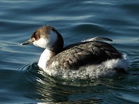 Grèbe esclavon, podiceps auritus