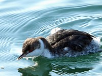 Grèbe esclavon, podiceps auritus