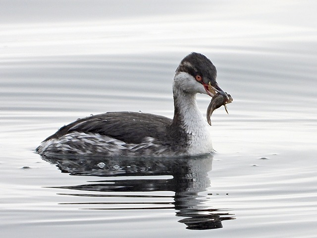grèbe esclavon, podiceps auritus