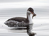 Grèbe esclavon à la pêche