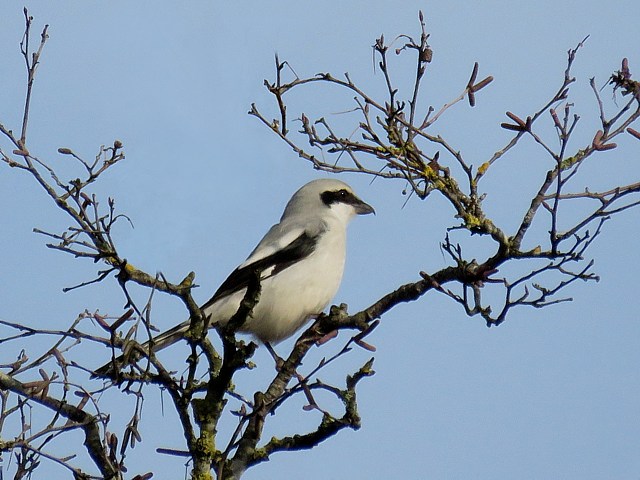 Pie-griche grise, lanius excubitor