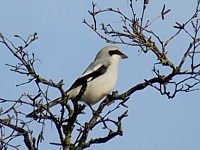 Pie-grièche grise, lanius excubitor