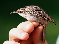 Grimpereau des bois, certhia familiaris