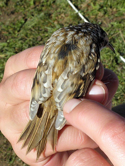 Grimpereau des bois, certhia familiaris