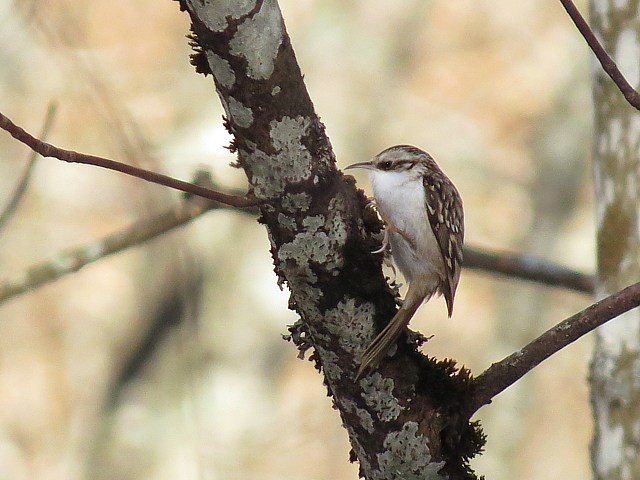 Grimpereau des bois