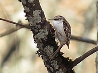 Grimpereau des bois, certhia familiaris