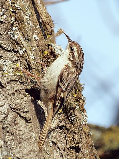 Grimpereau des jardins - certhia brachydactyla