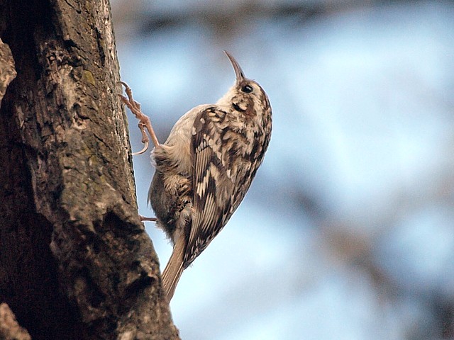 Grimpereau des jardins - certhia brachydactyla