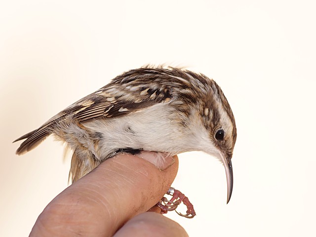 Grimpereau bagu