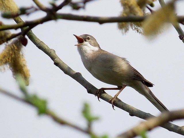 Fauvette grisette, sylvia communis