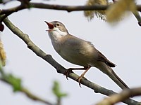 Fauvette grisette, sylvia communis