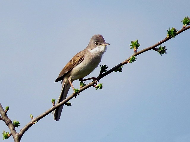 Fauvette grisette