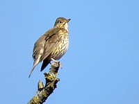 Grive musicienne, turdus philomelos