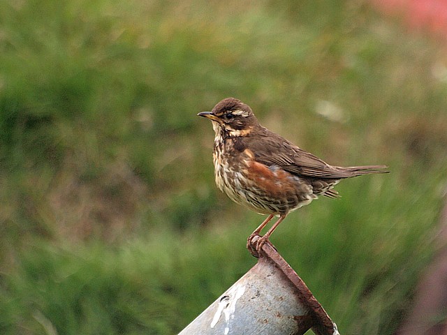 Grive mauvis, turdus iliacus