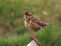 Grive mauvis, turdus iliacus