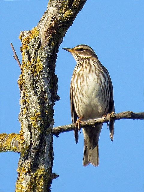 Grive mauvis, turdus iliacus