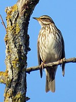 Grive mauvis, turdus iliacus