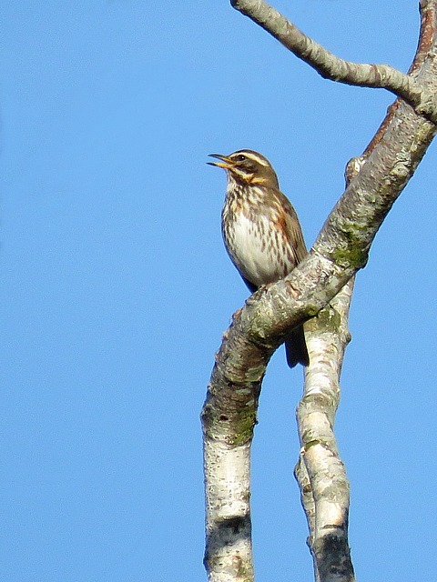 Grive mauvis, turdus iliacus