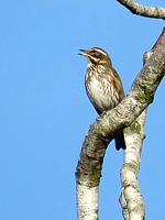 Grive mauvis, turdus iliacus