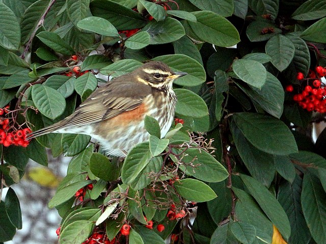 Grive mauvis, turdus iliacus