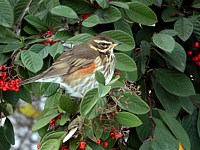 Grive mauvis, turdus iliacus