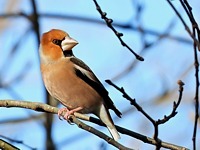 Grosbec casse-noyaux, coccothraustes coccothraustes