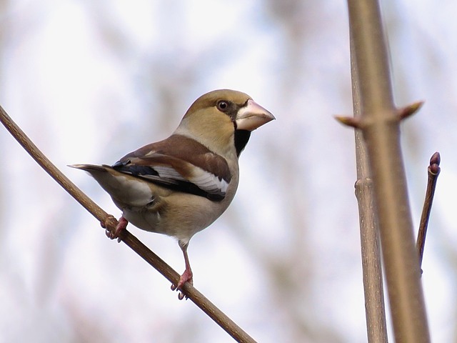 Grosbec casse-noyau, coccothraustes coccothraustes