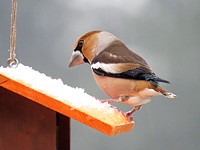 Grosbec casse-noyaux en hiver