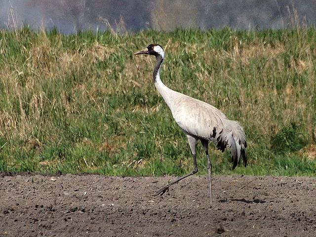 Grue cendre, grus grus