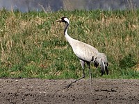 Grue cendrée, grus grus