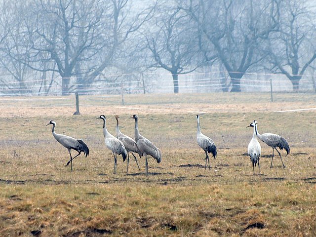 Grues cendres, grus grus